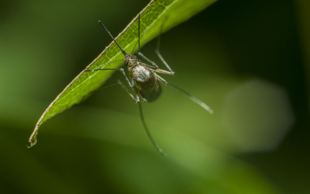 Close-up of a mosquito clinging to the edge of a green leaf. The background is out of focus, with shades of green, making the mosquito and leaf the clear focal points. The mosquito's antennae and legs are prominently visible, a scene reminiscent of the tranquil natural beauty often found in Flagler County.