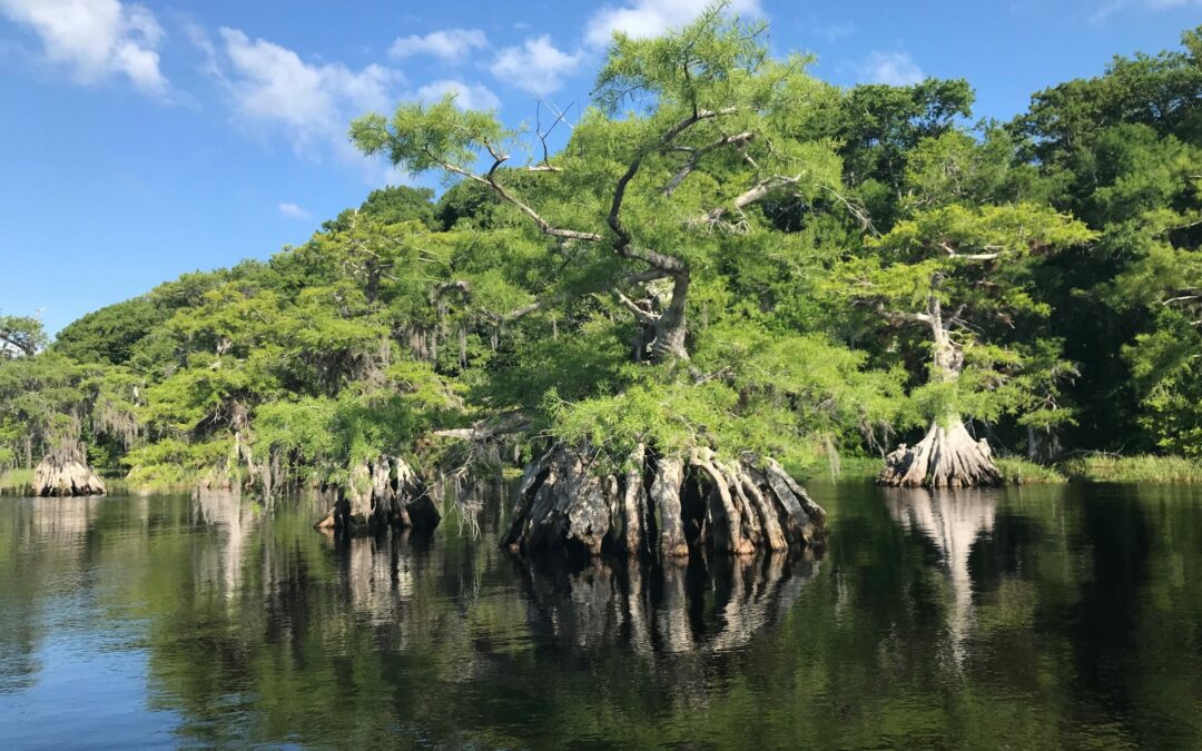 A tranquil scene shows a group of cypress trees growing in the water of a calm lake in Palm Coast, Flagler County. The trees have thick, gnarled roots submerged in the water and lush green foliage. The sky is clear with a few scattered clouds, reflecting beautifully on the serene water surface.