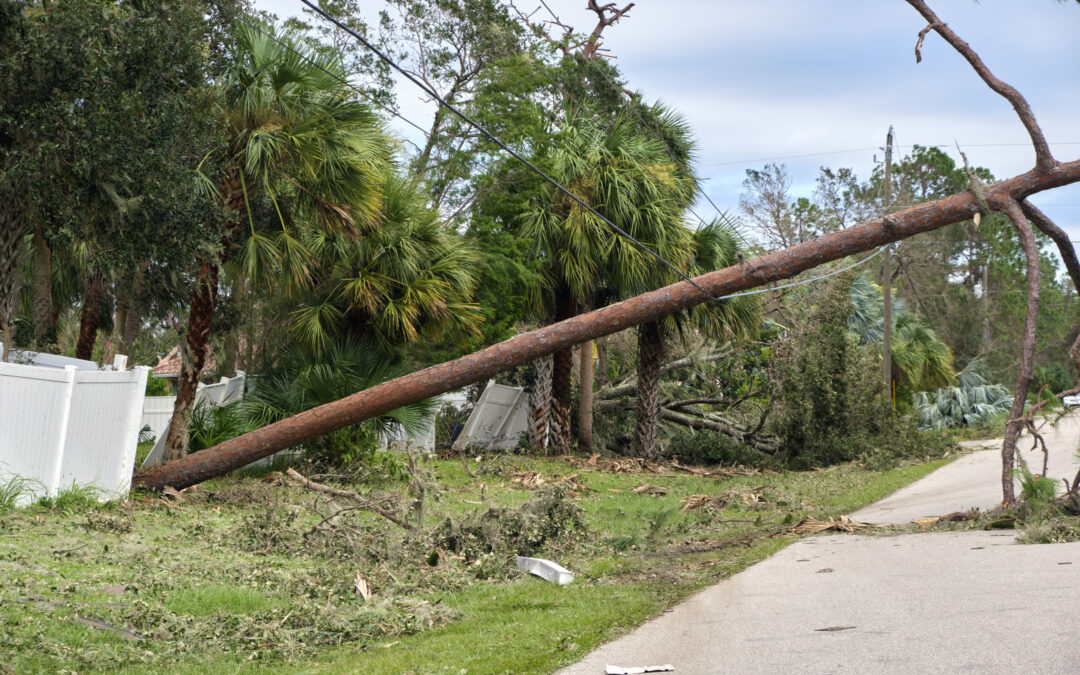 A large tree has fallen across a residential street in Palm Coast, Flagler County, damaging a white fence and hanging on utility lines. Surrounding palm trees appear bent, and debris is scattered on the ground. The sky is partly cloudy. News of this incident has reached local residents quickly.