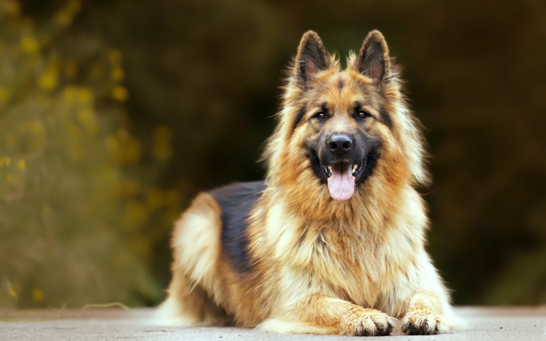 A German Shepherd with long fur lies on a surface with a blurred natural background. The dog, resembling the scenic views of Flagler County, has a fluffy mane, perky ears, and is panting with its tongue out, appearing content and relaxed.