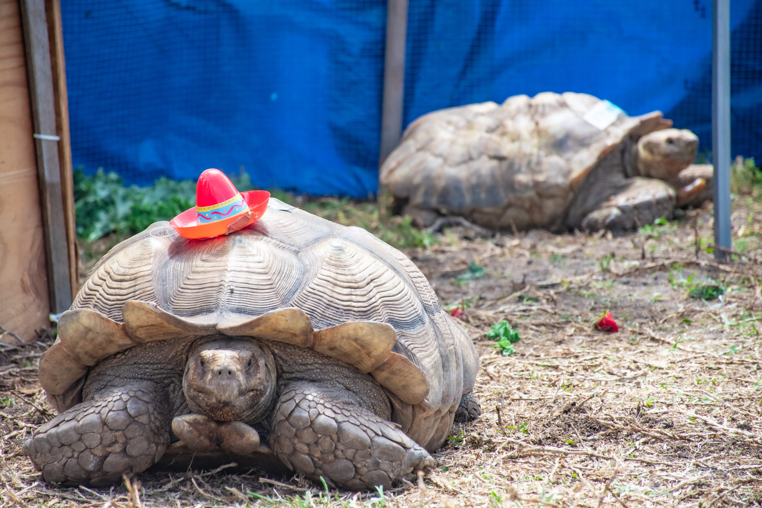 7th Annual Turtle Fest is Held at Veterans Park in Flagler Beach