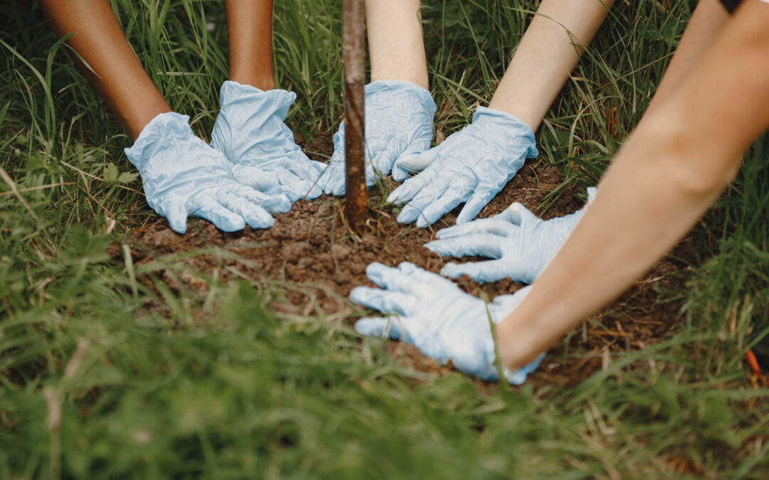 hands plant young green sprout tree three volunteers scaled