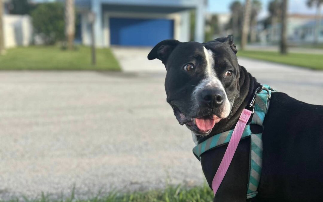 Stella Finds a Home: An ‘Unbeelievably Pawsitive’ Story With a Happy Ending