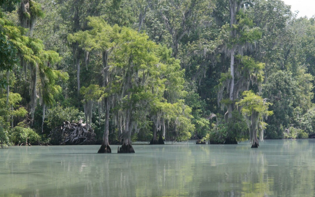 ‘Independence Day’ not a license to cut trees on public lands in Flagler County