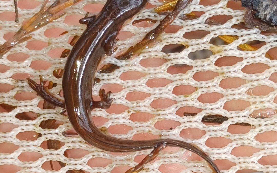 Striped newt