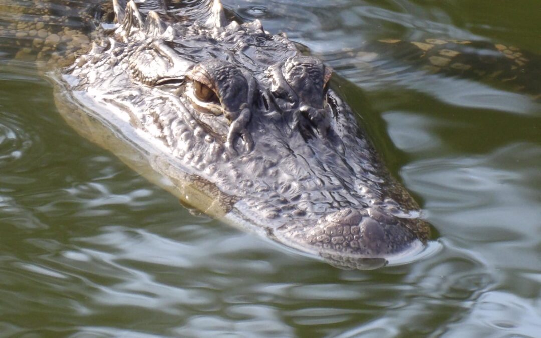 Close up of a crocodile partially submerged in murky green water The crocodile's head and eyes are visible above the surface, showcasing its rough, textured skin and prominent ridges The water ripples around its presence