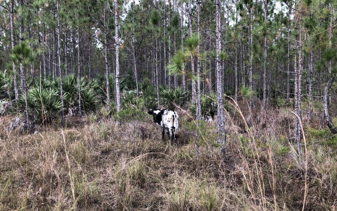 East Central Florida Landowners and Producers Encouraged to Apply for 2025 Conservation Financial Assistance