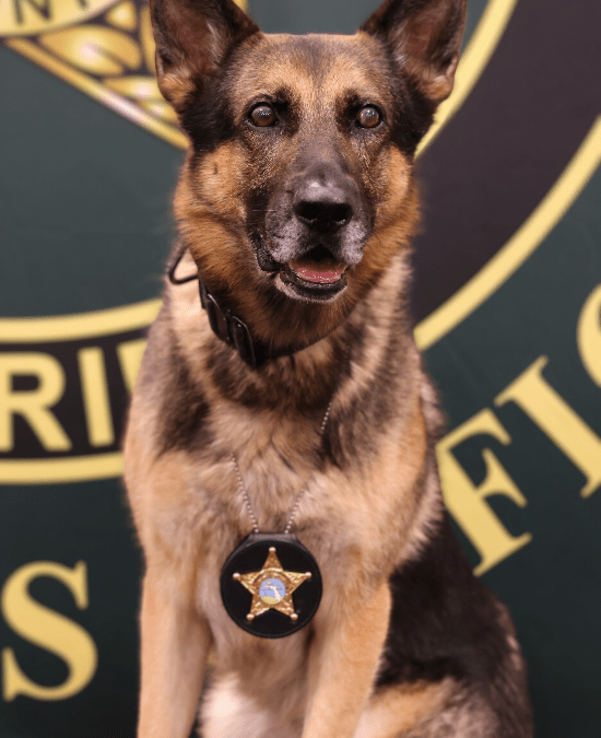 A German Shepherd police dog sits against a green backdrop featuring a badge design The dog wears a police badge on its collar and looks towards the camera with an alert expression