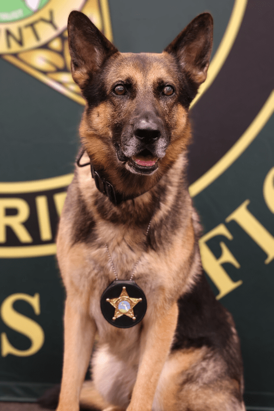 A German Shepherd police dog sits against a green backdrop featuring a badge design The dog wears a police badge on its collar and looks towards the camera with an alert expression