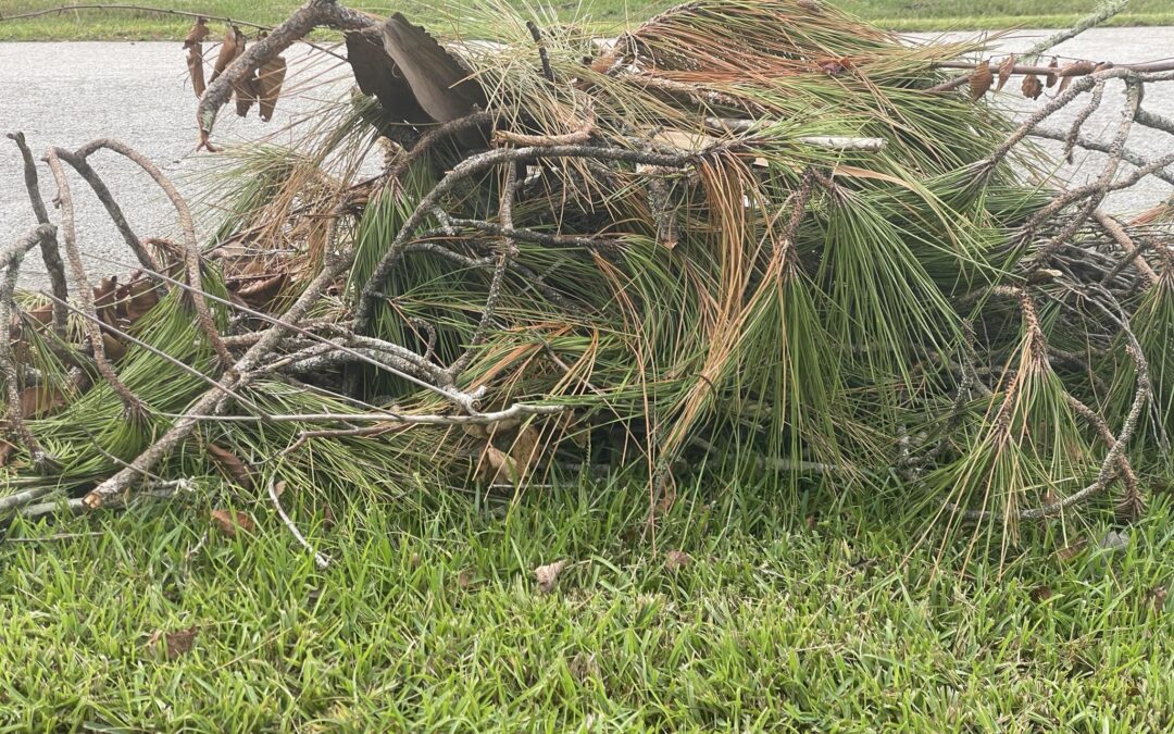 A pile of fallen pine branches and needles on a grassy lawn next to a street