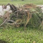 A pile of fallen pine branches and needles on a grassy lawn next to a street