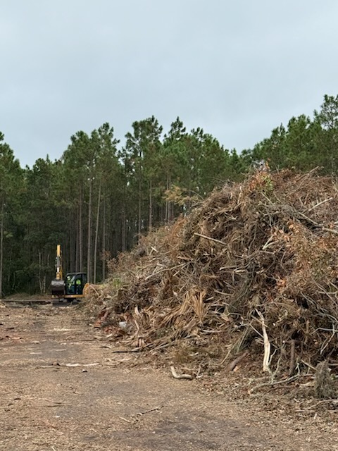 A dirt pathway leads to a pile of branches and debris on the right, with a small excavator working nearby Tall pine trees line the left side, under a cloudy sky