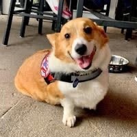 Flagler County Fire Rescue has a therapy dog – Pembroke Welsh Corgi named Taco