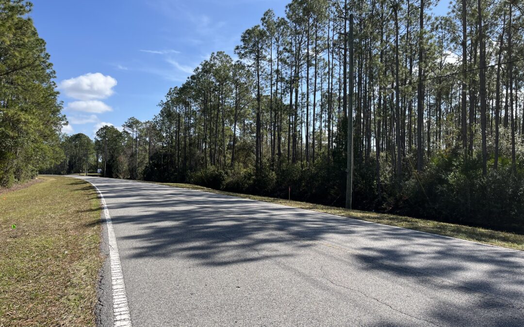 A quiet, two lane road curves gently through a forest of tall pine trees under a clear blue sky Shadows of trees stretch across the asphalt, and a grassy shoulder lines the road on the left