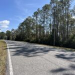 A quiet, two lane road curves gently through a forest of tall pine trees under a clear blue sky Shadows of trees stretch across the asphalt, and a grassy shoulder lines the road on the left